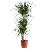 Gerandeter Drachenbaum 3-Stamm - pflegeleichte Zimmerpflanze, Dracaena marginata - Höhe ca. 120 cm,...