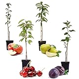 Plant in a Box - 4er Set Säulenobstbäumen - Kirschbaum, Birnenbaum, Apfelbaum, Pflaumenbaum - Topf...