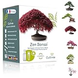 Bonsai Starter Kit – Set Bonsai Anzuchtset 6 verschiedene Bonsaï-Samen – Wachstumsanleitung...