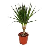 Exotenherz - Drachenbaum - Dracaena marginata - 1 Pflanze - pflegeleichte Zimmerpflanze -...