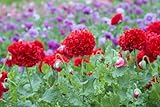 Mohn, Schlafmohn 'Rot Paeony' - Papaver (Poppy Red Peony) winterhart