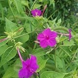 300 pcs Wunderblume Samen, balkonblumen, pflanzensamen zimmerpflanzen Mirabilis jalapa Pflanze,...