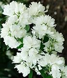 BALDUR Garten Schneeweißer Duft-Jasmin, 1 Pflanze, Philadelphus lemoinei Gartenjasmin duftend...