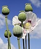 Echter Schlafmohn Samen, Papaver somniferum, Blaumohn (5000 Samen)