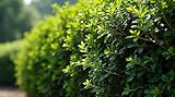 10 x Ilex crenata 10-15cm – Japanische Stechpalme | Immergrüne Heckenpflanze & Formschnittgehölz...
