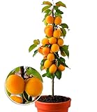 BALDUR Garten Säulen-Aprikosen, Aprikosenbaum 1 Pflanze, Prunus armeniaca winterhart Obstbaum...