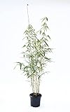 Zebrabambus - Fargesia robusta Campbell - keine Wurzelausläufer - schnell wachsend - winterhart...