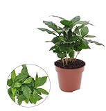 Kaffeepflanze – Coffea Arabica – Ø12cm – ca. 30cm hoch – Zimmerpflanze mit glänzenden...