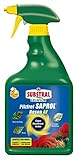 Substral Celaflor Pilzfrei Saprol Rosen AF, anwendungsfertiges Spray gegen Pilzkrankeiten an Rosen,...