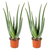 2x Aloe Vera Barbadensis - Sukkulente - Zimmerpflanze - Pflegefreundlich - ⌀12 cm - 35-40 cm