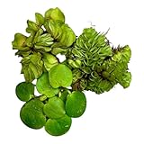Schwimmpflanzen Set – Salvinia auriculata, Limnobium laevigatum, Salvinia minima – Miniteich,...