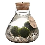 vdvelde.com - Lucky Marimo - Mooskugeln - Ø 17 cm ↥ 20 cm - Mit Licht