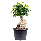 Chinesische Feige - echte Zimmerpflanze, Ficus Ginseng - Höhe ca. 40 cm, Topf-Ø 17 cm