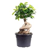 Chinesische Feige - echte Zimmerpflanze, Ficus Ginseng - Höhe ca. 40 cm, Topf-Ø 17 cm