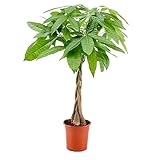 Pachira Aquatica - Geldbaum - Zimmerpflanze - Pflegeleicht – ⌀19 cm - 75-85 cm