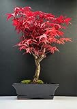 Bonsai mit Keramik Blumentopf - 20 cm Schale ca. 6 Jahre, Acer Deshojo/Japanischer Fächerahorn -...