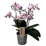 Plant in a Box - Phalaenopsis Multiflora - Orchidee rosa - Mottenorchidee - Katzenfreundlich - Topf...