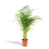 Areca Palme Areca Palme - Ø24cm - 130cm