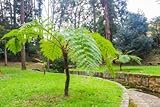 Cyathea cooperi, Schuppen-Baumfarn 30 Sporen