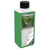 GREEN24 Trachycarpus Dünger für Hanfpalmen Tessinerpalmen Trachycarpus fortunei wagnerianus Palmen...