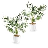 PASCH® 2er Set Kunstpalme Areca (35cm) in weißen Keramiktöpfen: Kunstpflanzen wie echt |...