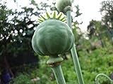 2000 frische Mohn Samen - Papaver somniferum - Blaumohn Schlafmohn Mohnsamen poppy seed