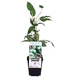 Mini-Kiwi Issai ca. 30 cm – Selbstfruchtende Actinidia arguta | Winterhart, Süß & Vitaminreich |...