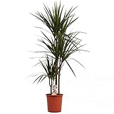 Dracaena Marginata 120-140 cm 3-Stämme Drachenbaum Zimmerpflanze