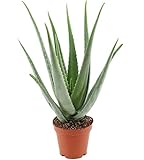 Aloe Vera Pflanze (45-55 cm) im 19 cm Topf (1 Stück)