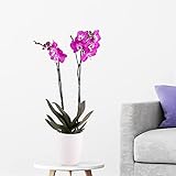 Orchidee Lila, Phalaenopsis, zwei Rispen, echte Zimmerpflanze im 12cm Topf, Höhe ca. 70cm