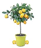 Meine Orangerie Meyer-Zitrone - echte Zitruspflanze - veredelter Zitronenbaum im 6 Liter Topf -...