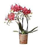 Kolibri Orchids | rote Phalaenopsis-Orchidee - Kongo - Topfgröße Ø9cm | blühende Zimmerpflanze -...