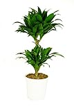 Dracaena deremensis 'Compacta', Drachenbaum, echte Zimmerpflanze grün, 17cm Topfdurchmesser, Höhe...