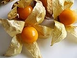 Ananasbeere - Physalis pruinosa 250 Premium-Samen -100% Natursamen - absolute Rarität