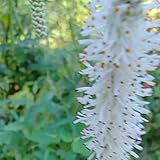 wiesenknopf, balkon gewächshäuser exotische gartendeko für draußen winterharte 50samen