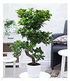 BALDUR-Garten Zimmerbonsai Ficus Ginseng ca. 60-70 cm hoch;1 Pflanze Luftreinigende Zimmerpflanze,...
