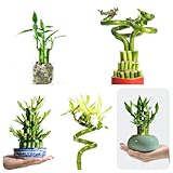 150 pcs Glücksbambus Kaufen Samen, Lucky Bamboo, garten geschenke für frauen, winterharte...