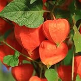 100 Pcs Physalis Samen Bio - Physalis Baum Samen, Obstsamen, Winterfeste Pflanzen Für Balkon...