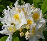 Rhododendron Luteum 'Persil' Sommergrüne Azalee 60-80 cm winterhart Freilandaufzucht