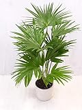 [Palmenlager] Livistonia rotundifolia - 'Rundblättrige Schirmpalme' 90/100 cm / Multistamm /...