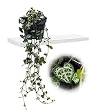 Leuchterblume, hängend, (Ceropegia woodii ssp. woodii), sehr pflegeleichte, hängende Zimmerpflanze...