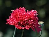 deutsche Samen vom Gefüllten Roter Mohn - einjährigen rote Mohnpflanze – gefüllter Mohn bei...