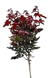 Blut - Ahorn - Crimson sentry - Acer platanoides Hochstamm Höhe 100-125 cm winterhart...