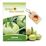 Kohlrabi Superschmelz Samen - Brassica oleracea - Kohlrabisamen - Gemüsesamen - Saatgut für 80...