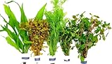 Aquariumpflanzen Set 5 XXL Bunde, Wasserpflanze, Wasserpflanzen, Dicke Bunde