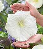 BALDUR Garten Hibiskus 'Carousel Ghost',1 Pflanze, buschiger Wuchs, ideal für Kübel, riesige,...