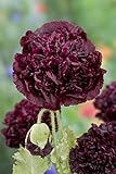 Papaver somniferum Pepperbox - Schlafmohn Pepperbox Opium - 20 Samen