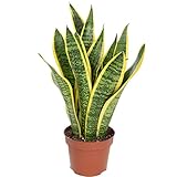 Bogenhanf - pflegeleichte Zimmerpflanze, Sansevieria trifasciata Laurentii - Höhe ca. 35 cm,...