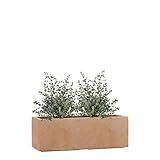 Pflanzwerk® Pflanzkübel TUB Terrakotta 17x50x17cm XXL – Rechteckig – Großer Fiberglas...