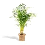 Areca Palme Areca mit Korb - 110cm -Ø21cm